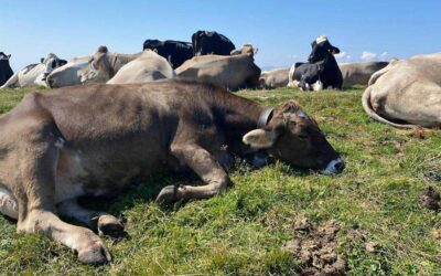 I Custodi della Montagna, il 16 giugno la seconda masterclass di Alte Imprese