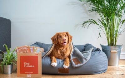Giornata mondiale del cane in ufficio, gli uffici pet-friendly