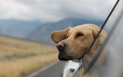 Viaggiare con il cane, ecco cosa bisogna sapere
