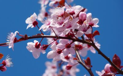 Emergenza siccità, ciliegi in fiore e fave fuori stagione