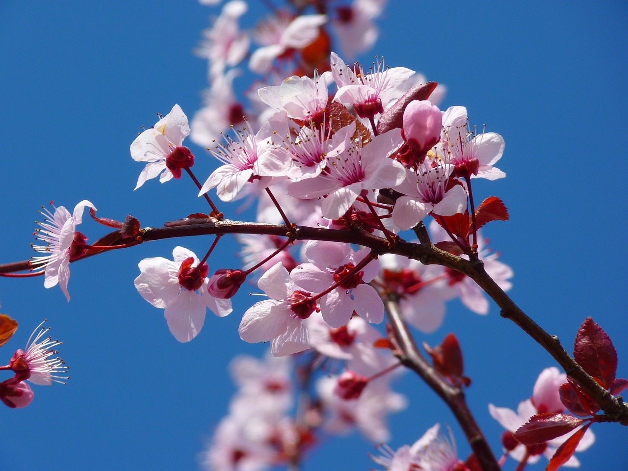 Emergenza siccità, ciliegi in fiore e fave fuori stagione