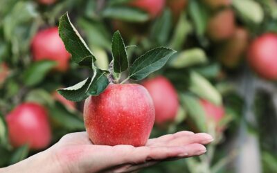 Mele nella Dieta Chetogenica: benefici, svantaggi e linee guida