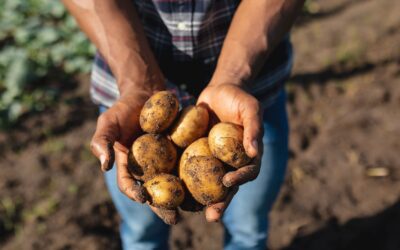 Potatoes Forever!: Quanto i consumatori conoscono le patate?