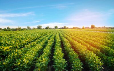 Potatoes Forever! Le patate tra gli alimenti con l’impronta idrica minore