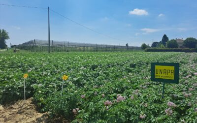 Potatoes Forever!: la sostenibilità parte dalla ricerca
