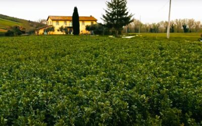 Relax, natura e cucina rivisitata: l’estate del Casale Viridi in un videoclip