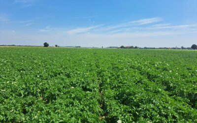 La tutela della natura al centro della campagna UE Potatoes Forever!