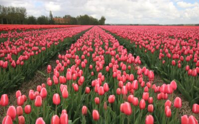 Tulipark a Roma: riapre il campo di tulipani olandese nella capitale