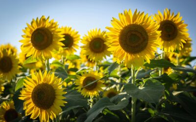 Un’estate in fiore: il paradiso dei girasoli a pochi km da Roma ti aspetta (e costa pochissimo!)