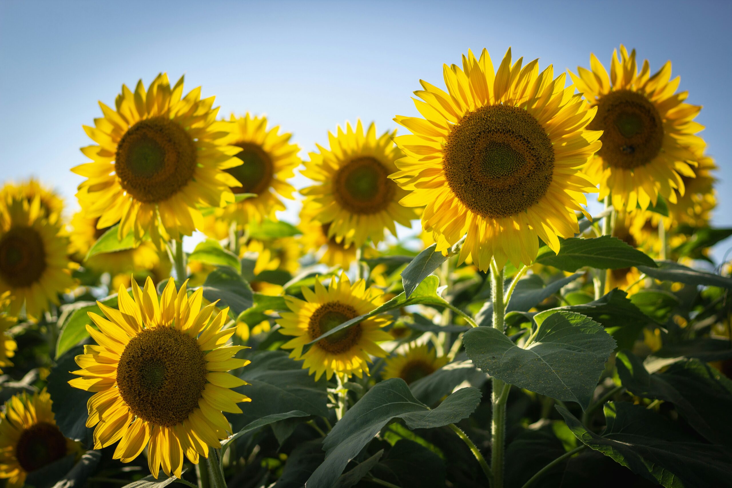 campi di girasoli a roma