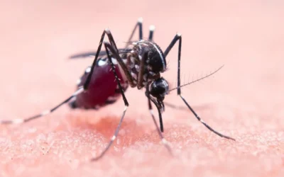 West Nile a Roma, secondo caso confermato: disinfestazioni mirate