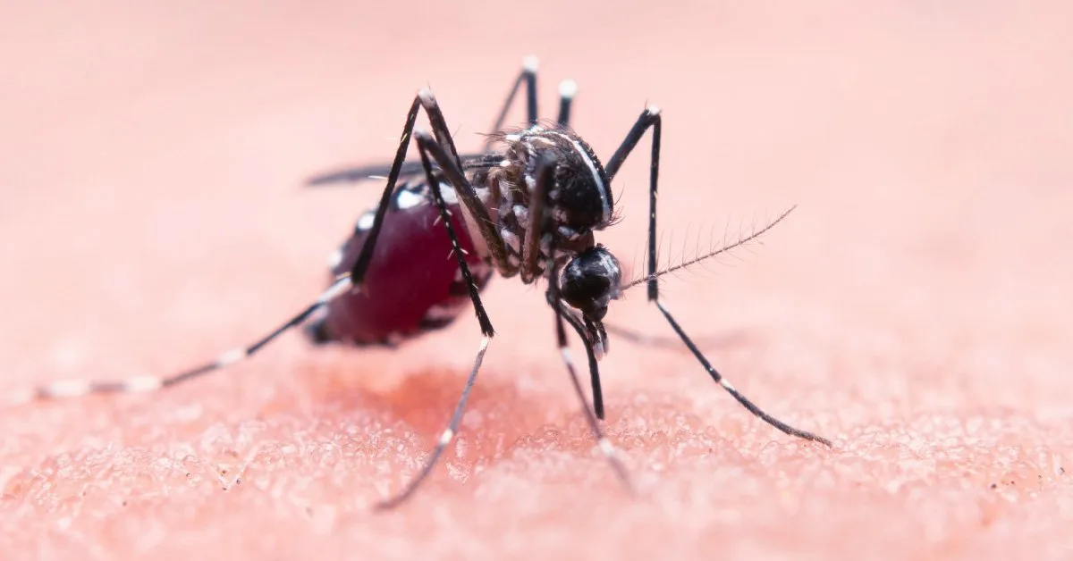 West Nile a Roma, secondo caso confermato: disinfestazioni mirate