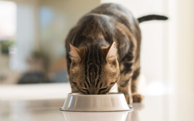 Le “ciotole umanizzate” mettono a rischio la salute di cani e gatti