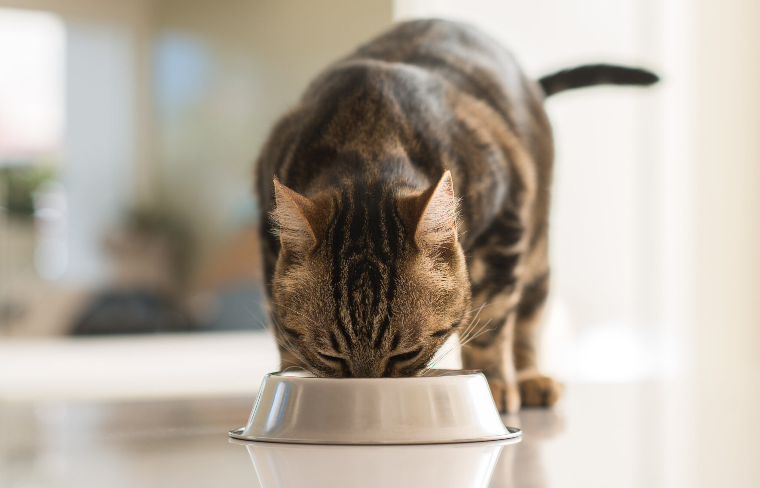 Le "ciotole umanizzate" mettono a rischio la salute di cani e gatti